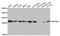 Acidic Nuclear Phosphoprotein 32 Family Member A antibody, TA332900, Origene, Western Blot image 