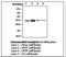 TARBP2 Subunit Of RISC Loading Complex antibody, LS-C62063, Lifespan Biosciences, Western Blot image 