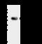 Thioredoxin domain-containing protein 5 antibody, GTX02188, GeneTex, Immunoprecipitation image 