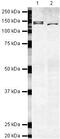 Myelin Transcription Factor 1 antibody, PA5-19570, Invitrogen Antibodies, Western Blot image 