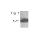 KLK11 antibody, PA1-4312, Invitrogen Antibodies, Western Blot image 