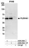 Pleckstrin Homology Domain Containing A1 antibody, A305-250A, Bethyl Labs, Immunoprecipitation image 