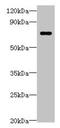 Leucine Rich Repeat Containing 40 antibody, LS-B13021, Lifespan Biosciences, Western Blot image 