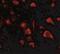 Sprouty Related EVH1 Domain Containing 3 antibody, NBP2-41091, Novus Biologicals, Immunofluorescence image 