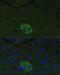 Family With Sequence Similarity 3 Member B antibody, 13-815, ProSci, Immunofluorescence image 
