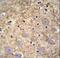 Protocadherin Gamma Subfamily A, 1 antibody, LS-C163437, Lifespan Biosciences, Immunohistochemistry paraffin image 