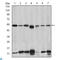 Interleukin 1 Receptor Associated Kinase 4 antibody, LS-C812660, Lifespan Biosciences, Western Blot image 