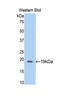 Heparanase antibody, LS-C294464, Lifespan Biosciences, Western Blot image 