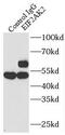 Eukaryotic Translation Initiation Factor 2 Alpha Kinase 2 antibody, FNab02691, FineTest, Immunoprecipitation image 