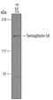 Semaphorin 5A antibody, PA5-47791, Invitrogen Antibodies, Western Blot image 