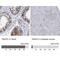 TRAF-Type Zinc Finger Domain Containing 1 antibody, NBP1-81875, Novus Biologicals, Immunohistochemistry paraffin image 