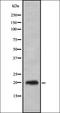 CD3g Molecule antibody, orb337035, Biorbyt, Western Blot image 
