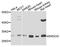 Endonuclease G, mitochondrial antibody, abx125812, Abbexa, Western Blot image 