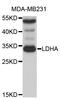 Lactate Dehydrogenase A antibody, abx126960, Abbexa, Western Blot image 