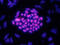 Homeobox A1 antibody, AF5014, R&D Systems, Immunofluorescence image 