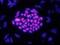 Homeobox A1 antibody, AF5014, R&D Systems, Immunofluorescence image 