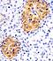 RAB3B, Member RAS Oncogene Family antibody, MA5-24738, Invitrogen Antibodies, Immunohistochemistry paraffin image 
