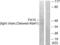 Coagulation Factor X antibody, abx015573, Abbexa, Western Blot image 