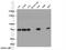 Signal Transducing Adaptor Molecule antibody, 12434-1-AP, Proteintech Group, Western Blot image 