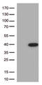 Lactamase Beta 2 antibody, CF502589, Origene, Western Blot image 