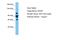 DNA Polymerase Delta 1, Catalytic Subunit antibody, A03720, Boster Biological Technology, Western Blot image 