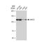 Nuclear Factor Of Activated T Cells 1 antibody, GTX09510, GeneTex, Western Blot image 