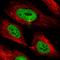 PHD Finger Protein 3 antibody, HPA025763, Atlas Antibodies, Immunofluorescence image 