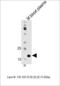 Apolipoprotein M antibody, LS-C158166, Lifespan Biosciences, Western Blot image 