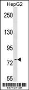 RRN3 Homolog, RNA Polymerase I Transcription Factor antibody, 59-102, ProSci, Western Blot image 