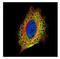 Stress Induced Phosphoprotein 1 antibody, NBP2-20512, Novus Biologicals, Immunocytochemistry image 