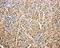 Serpin Family A Member 4 antibody, LS-C312794, Lifespan Biosciences, Immunohistochemistry frozen image 