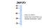 Zinc Finger Protein 672 antibody, PA5-68607, Invitrogen Antibodies, Western Blot image 