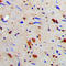 Rac GTPase-activating protein 1 antibody, LS-C353415, Lifespan Biosciences, Immunohistochemistry frozen image 