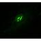Spectrin Repeat Containing Nuclear Envelope Protein 1 antibody, MBS375033, MyBioSource, Immunocytochemistry image 