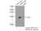 28S ribosomal protein S18b, mitochondrial antibody, 16139-1-AP, Proteintech Group, Immunoprecipitation image 