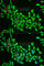 Mitochondrial Ribosomal Protein S30 antibody, A5841, ABclonal Technology, Immunofluorescence image 