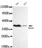 Protein Arginine Methyltransferase 6 antibody, TA347031, Origene, Western Blot image 