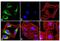 Heat Shock Protein Family B (Small) Member 1 antibody, 44-536G, Invitrogen Antibodies, Immunofluorescence image 