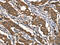 Dishevelled Associated Activator Of Morphogenesis 1 antibody, CSB-PA135938, Cusabio, Immunohistochemistry frozen image 