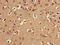 Serine/Threonine Kinase 24 antibody, CSB-PA00249A0Rb, Cusabio, Immunohistochemistry frozen image 