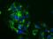 Laminin Subunit Alpha 1 antibody, PA1-16730, Invitrogen Antibodies, Immunofluorescence image 