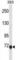 Chloride Intracellular Channel 6 antibody, abx031078, Abbexa, Western Blot image 