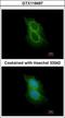 Transmembrane Serine Protease 5 antibody, GTX119497, GeneTex, Immunocytochemistry image 