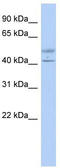 Actin Like 7B antibody, TA335677, Origene, Western Blot image 