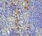 Interleukin 31 antibody, A08339-1, Boster Biological Technology, Immunohistochemistry paraffin image 