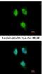 Peptidylprolyl Isomerase H antibody, NBP2-19899, Novus Biologicals, Immunocytochemistry image 