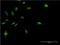 MyoD Family Inhibitor antibody, H00004188-M07, Novus Biologicals, Immunocytochemistry image 
