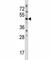 Wnt Family Member 3 antibody, F43549-0.4ML, NSJ Bioreagents, Western Blot image 