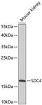 Syndecan 4 antibody, 18-338, ProSci, Western Blot image 