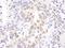 HEXIM P-TEFb Complex Subunit 1 antibody, NBP1-71868, Novus Biologicals, Immunohistochemistry paraffin image 